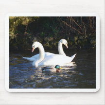 Deux cygnes et un canard