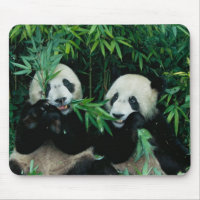 Deux pandas mangeant du bambou ensemble, Wolong