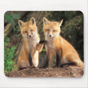 Tapis De Souris Deux Pups Red Fox devant leur Den