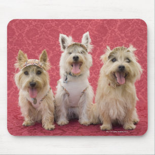 Tapis De Souris Deux terriers de cairin et un westie