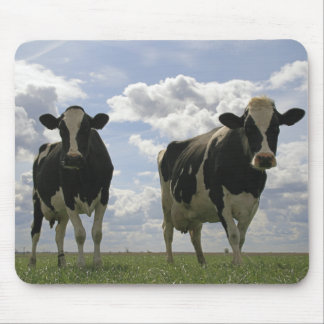 Tapis De Souris Deux vaches frisonnes