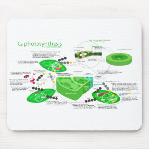Tapis De Souris Diagramme de la photosynthèse C4