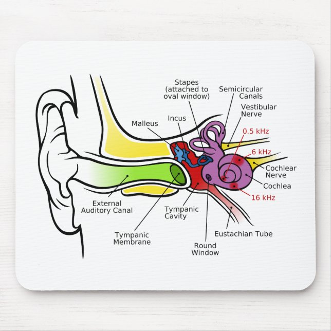 Tapis De Souris Diagramme humain d'oreille avec la cartographie (Devant)