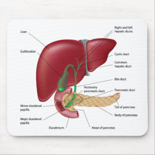 Tapis De Souris Diagramme Mousepad de pancréas de foie