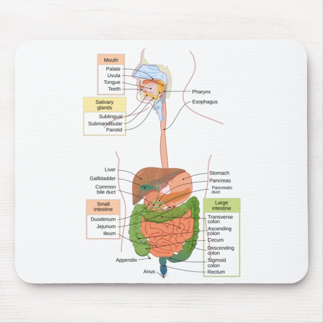 Tapis De Souris Diagramme Système digestif gastro-intestinal humai (Devant)