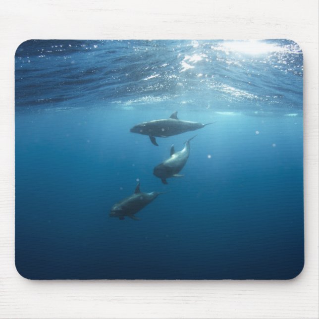 Tapis De Souris Dolphin Family (Devant)