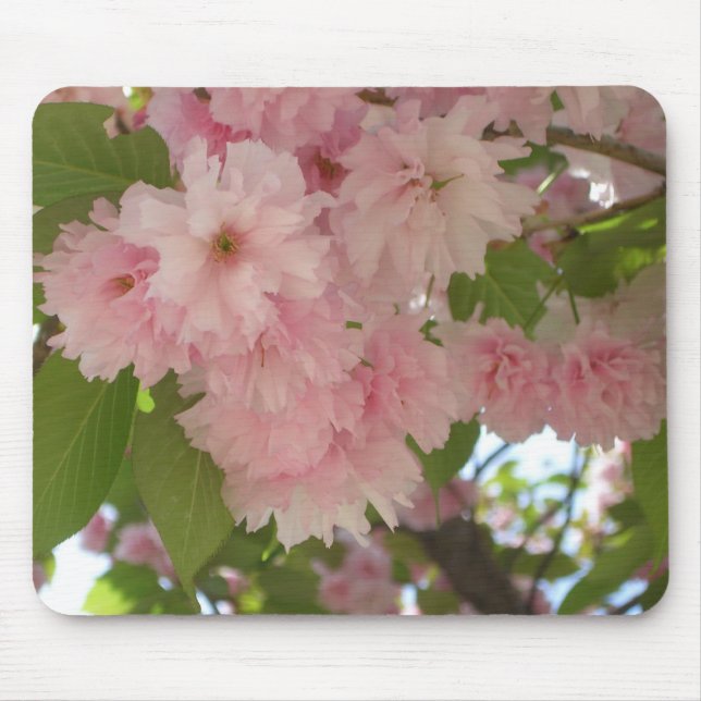 Tapis De Souris Double floraison cerisier II printemps fleuri (Devant)