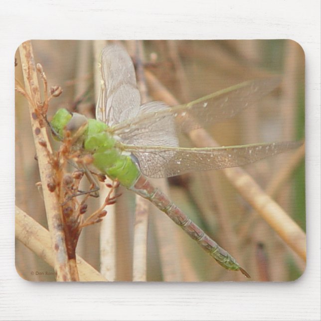 Tapis De Souris Dragonfly vert I1 (Devant)