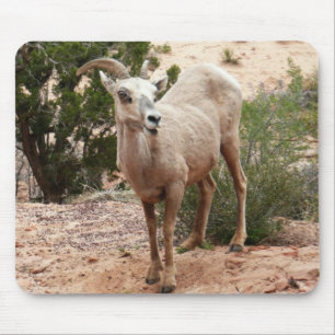 Tapis De Souris Drôle Mouton de Bighorn dans le parc national Zion