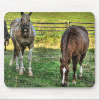Drôle Pinto Stallion & Sorrel Mare Horse Friends