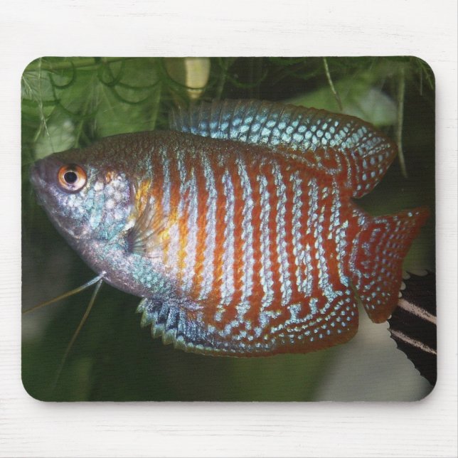 Tapis De Souris Dwarf Gourami - Colisa lalia (Devant)