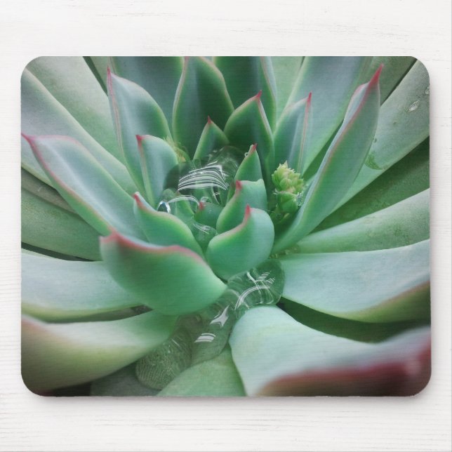 Tapis De Souris Echeveria "Tippy (Devant)