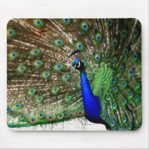 Tapis De Souris Écran Peacock Homme