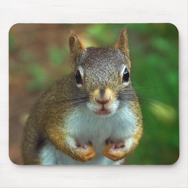 Tapis De Souris Écureuil de pin (Devant)
