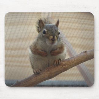 Tapis De Souris Écureuil mûr à la branche