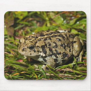 Tapis De Souris edmonton, alberta, canada 2