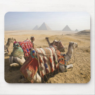 Tapis De Souris Égypte, Le Caire. Chameaux au repos
