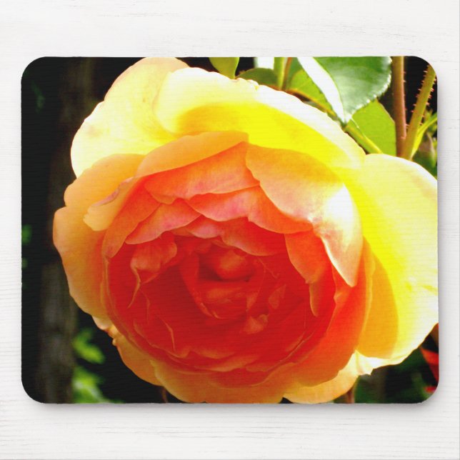 Tapis De Souris Elégante pêche jaune rose floral d'abricot rouge (Devant)