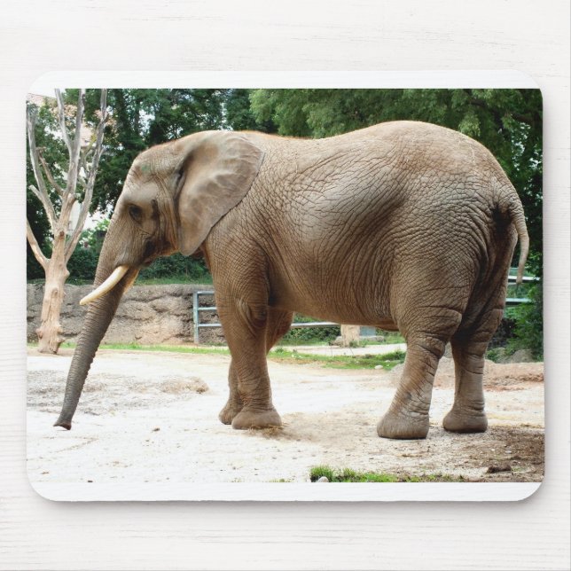 Tapis De Souris éléphant africain (Devant)