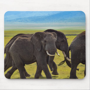 Tapis De Souris Eléphants, Faune, Nature