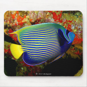 Tapis De Souris "Empereur de poisson-ange"の マ パ ド, No.01
