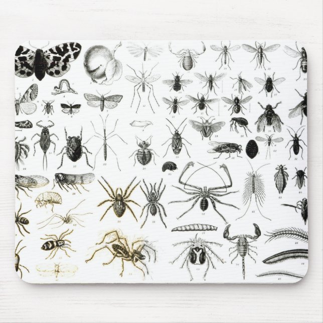 Tapis De Souris Entomologie, myriapodes et arachnides (Devant)