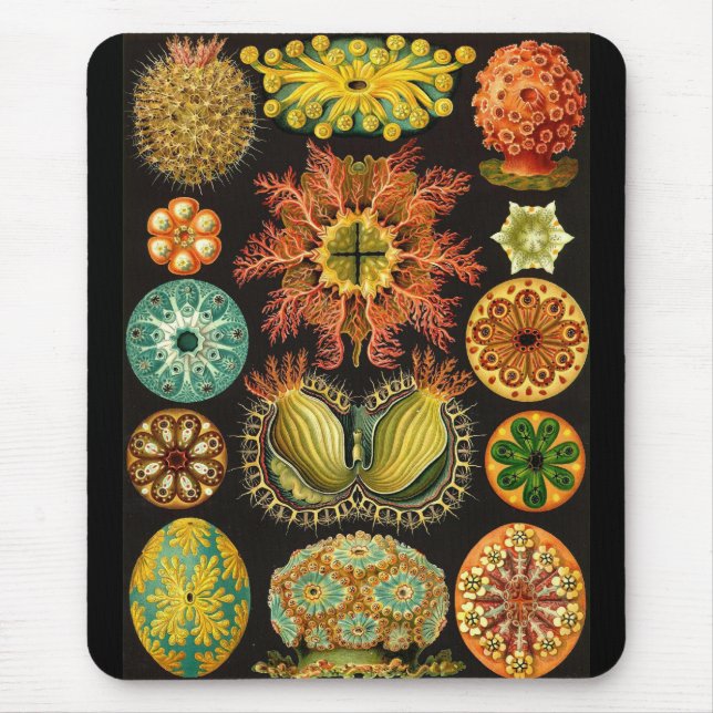 Tapis De Souris Ernst Haeckel - Ascidiae (Devant)