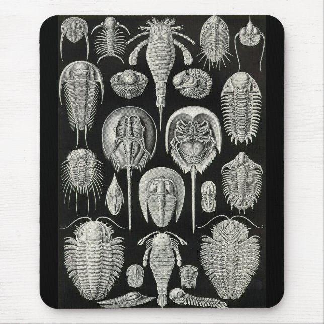 Tapis De Souris Ernst Haeckel - Aspidonia (Devant)