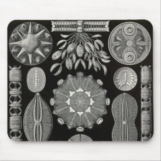 Tapis De Souris Ernst Haeckel - Diatomea2 Detail3