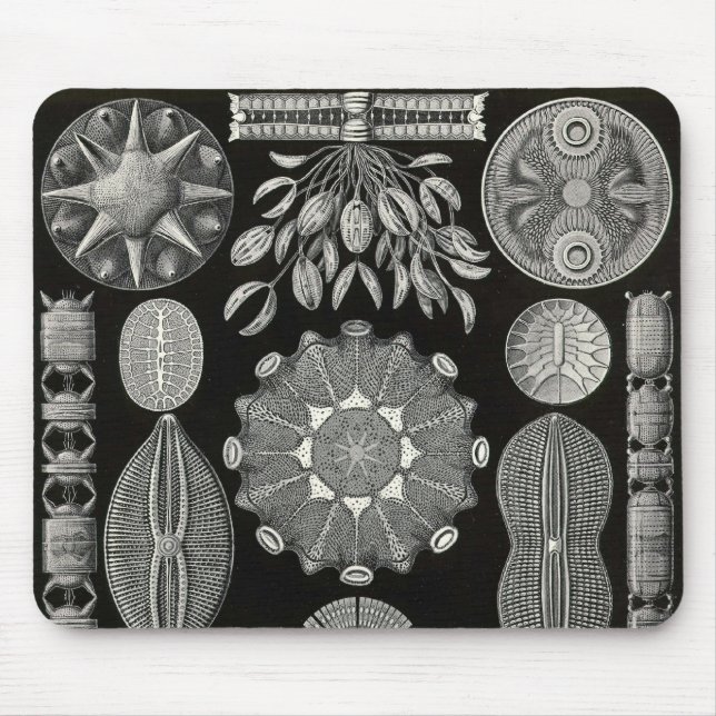 Tapis De Souris Ernst Haeckel - Diatomea2 Detail3 (Devant)