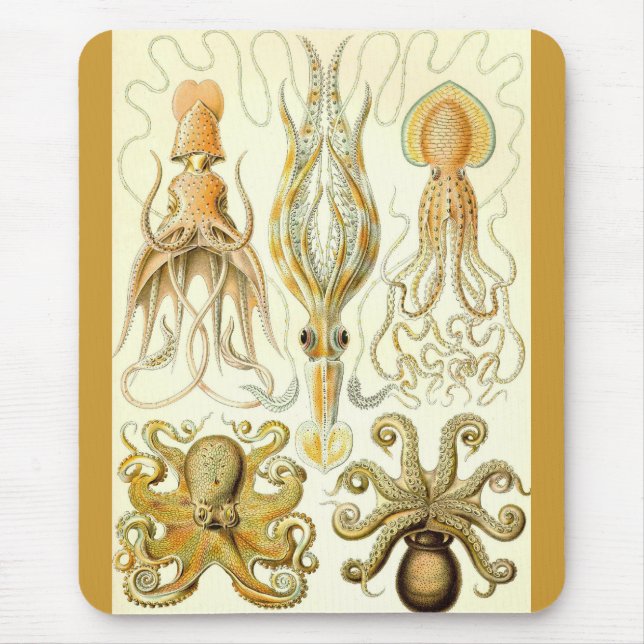 Tapis De Souris Ernst Haeckel - Gamochonia (Devant)