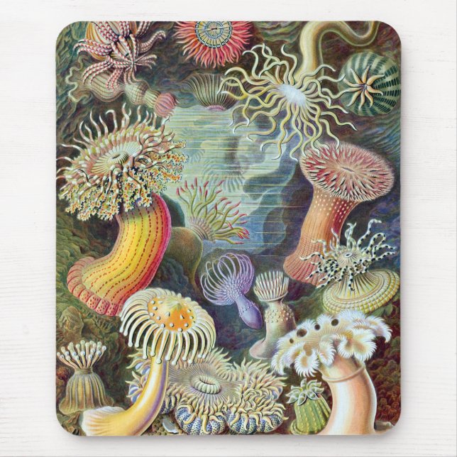 Tapis De Souris Ernst Haeckel Kunstformen der Natur Actiniae (Devant)