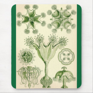 Tapis De Souris Ernst Haeckel - méduses de Stauromedusae