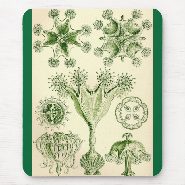 Tapis De Souris Ernst Haeckel - méduses de Stauromedusae (Devant)