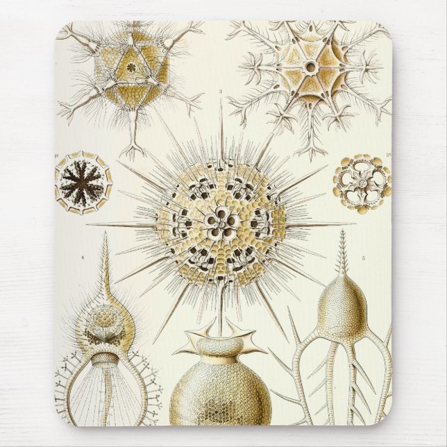 Tapis De Souris Ernst Haeckel Phaeodaria (Devant)