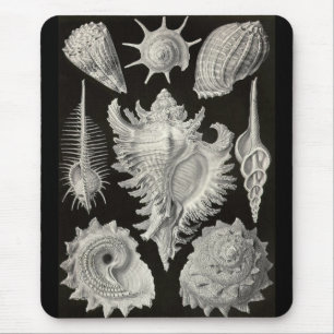 Tapis De Souris Ernst Haeckel - Prosobranchia