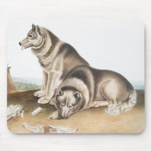 Tapis De Souris Esquimaux Dog (Canis familiaris) Illustration