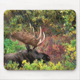 Tapis De Souris États-Unis, Alaska, Parc national Denali, Orignal