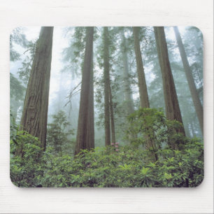 Tapis De Souris États-Unis, Californie, Redwood NP. Le brouillard