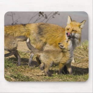 Tapis De Souris États-Unis, Colorado, Breckenridge. Renard roux mè