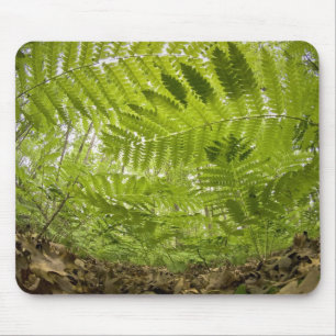 Tapis De Souris États-Unis, Inde, North Shore Lake Superior,