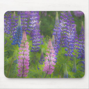 Tapis De Souris États-Unis, Maine, Southwest Harbor. Lupin en fleu