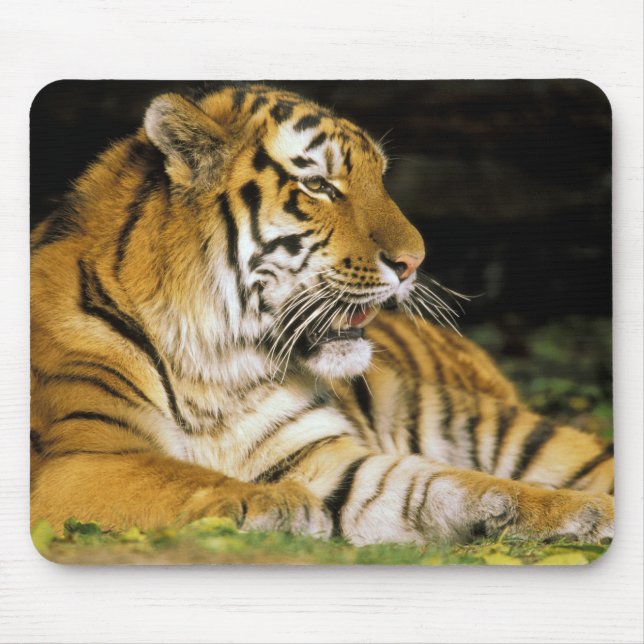 Tapis De Souris États-Unis, Michigan, Détroit. Zoo de Détroit, tig (Devant)