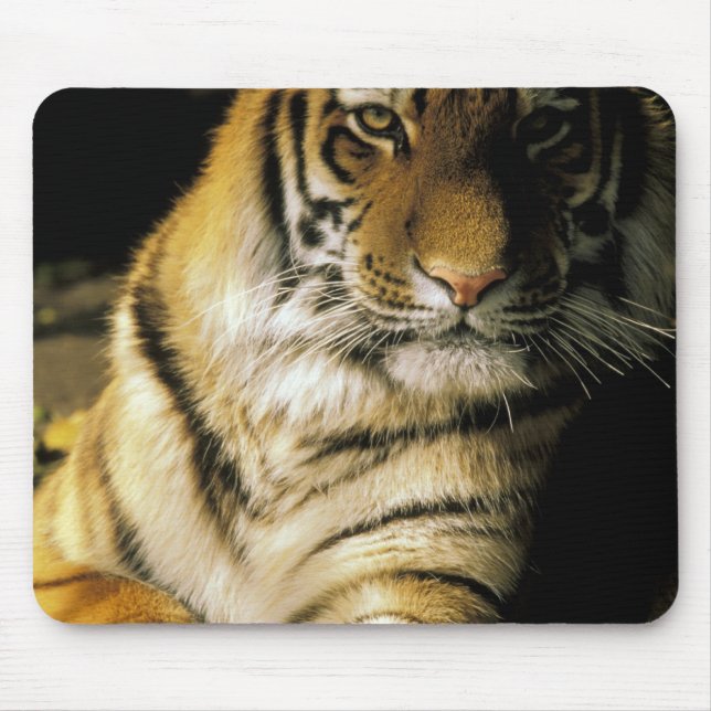 Tapis De Souris États-Unis, Michigan, Détroit. Zoo de Détroit, tig (Devant)