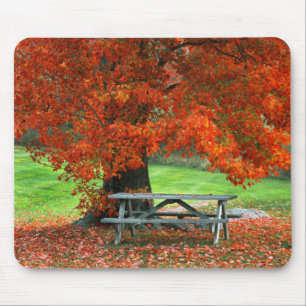 Tapis De Souris États-Unis, New York, West Park. Banc sous érable