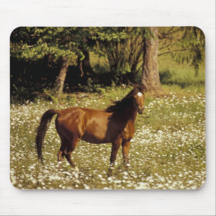 Tapis De Souris États-Unis, Oregon. Cheval dans un champ de pâquer