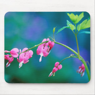 Tapis De Souris États-Unis, Pennsylvanie. Fleurs de cœur saignant
