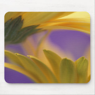 Tapis De Souris États-Unis, Pennsylvanie. Gerbera jaunes, rapproch