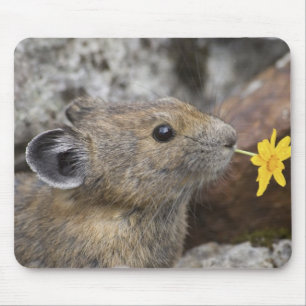 Tapis De Souris États-Unis, Washington, Parc national des North Ca