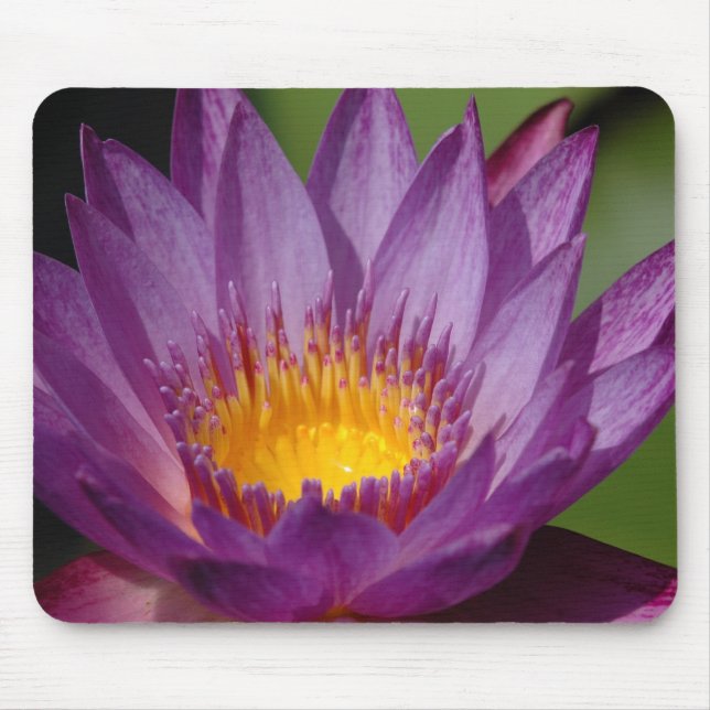 Tapis De Souris Explosion pourpre (Devant)